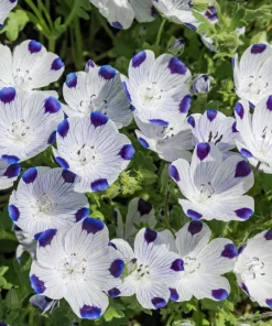 Five Spot Nemophila Maculata Flower Seeds - White & Purple, 750 Seeds - Image 7