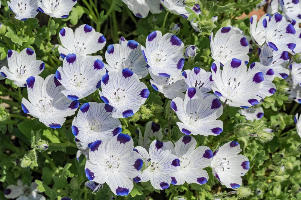 Five Spot Nemophila Maculata Flower Seeds - White & Purple, 750 Seeds - Image 7