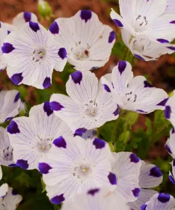 Five Spot Nemophila Maculata Flower Seeds - White & Purple, 750 Seeds - Image 8