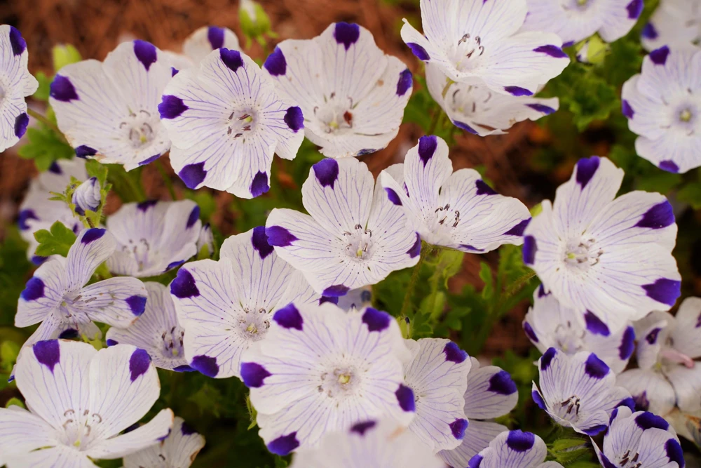 Five Spot Nemophila Maculata Flower Seeds - White & Purple, 750 Seeds - Image 8