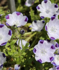 Five Spot Nemophila Maculata Flower Seeds - White & Purple, 750 Seeds - Image 9