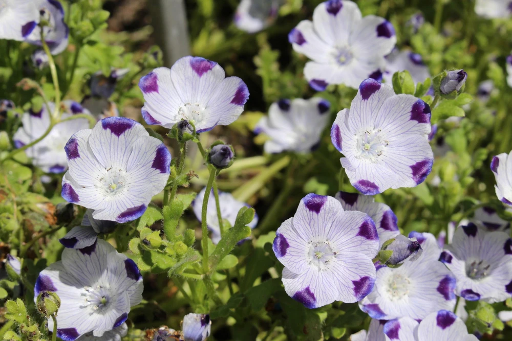 Five Spot Nemophila Maculata Flower Seeds - White & Purple, 750 Seeds - Image 9