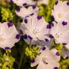 Five Spot Nemophila Maculata Flower Seeds - White & Purple, 750 Seeds - Image 1