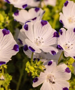 Five Spot Nemophila Maculata Flower Seeds - White & Purple, 750 Seeds - Image 1