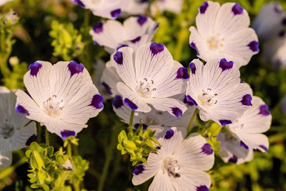 Five Spot Nemophila Maculata Flower Seeds - White & Purple, 750 Seeds - Image 1