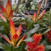 Flaming Sword Bromeliad Live Plant - Vriesea splendens Tropical Houseplant - Image 1
