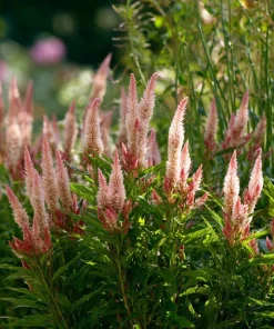 Flamingo Feather Celosia Seeds - 50 Soft Pink Plume Flower Seeds - Image 2