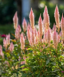 Flamingo Feather Celosia Seeds - 50 Soft Pink Plume Flower Seeds - Image 3