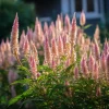 Flamingo Feather Celosia Seeds - 50 Soft Pink Plume Flower Seeds - Image 1