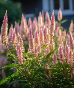 Flamingo Feather Celosia Seeds - 50 Soft Pink Plume Flower Seeds - Image 1
