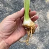 Flash of Light German Bearded Iris Bulb - Root Rhizome - Perennial Outdoor - Image 3