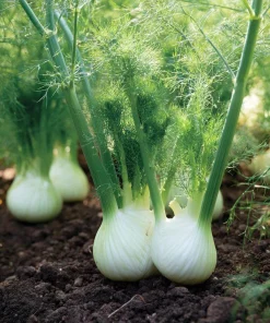 Florence Fennel Seeds – Heirloom Bulbing Finocchio Herb 200 Seeds – Outdoor Vegetable Garden - Image 3