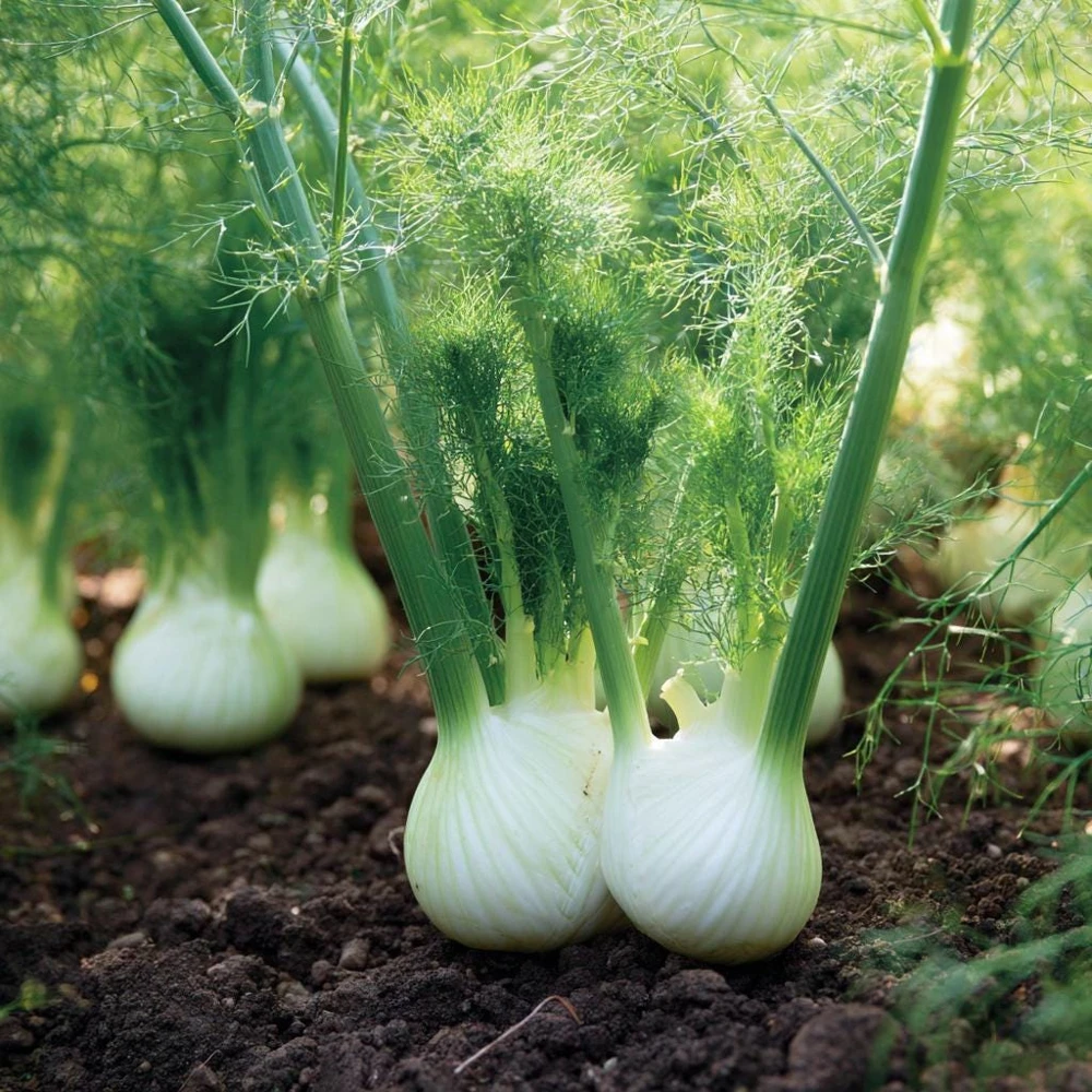 Florence Fennel Seeds – Heirloom Bulbing Finocchio Herb 200 Seeds – Outdoor Vegetable Garden - Image 3