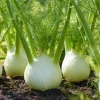 Florence Fennel Seeds – Heirloom Bulbing Finocchio Herb 200 Seeds – Outdoor Vegetable Garden - Image 1