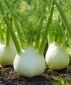 Florence Fennel Seeds – Heirloom Bulbing Finocchio Herb 200 Seeds – Outdoor Vegetable Garden - Image 1