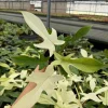 Florida Ghost Philodendron Live Plant - Variegated Aroid Houseplant - Image 1