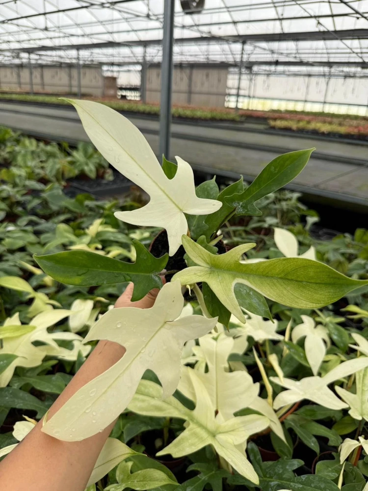 Florida Ghost Philodendron Live Plant - Variegated Aroid Houseplant - Image 1