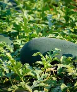 Florida Giant Watermelon Seeds – 50 Seed Pack – Cannon Ball Black Diamond Type - Image 2