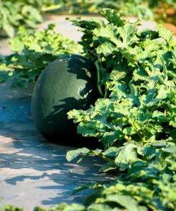 Florida Giant Watermelon Seeds – 50 Seed Pack – Cannon Ball Black Diamond Type - Image 4