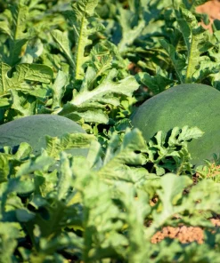 Florida Giant Watermelon Seeds – 50 Seed Pack – Cannon Ball Black Diamond Type - Image 6