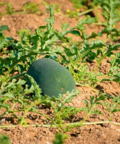 Florida Giant Watermelon Seeds – 50 Seed Pack – Cannon Ball Black Diamond Type - Image 7