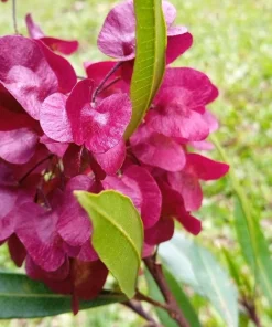 Florida Hopbush Seeds - 40 Mixed Colors Dodonaea Viscosa Shrub - Image 3