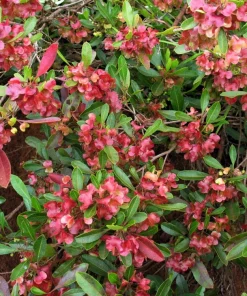 Florida Hopbush Seeds - 40 Mixed Colors Dodonaea Viscosa Shrub - Image 7