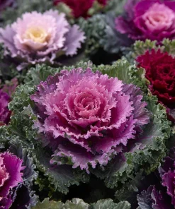 Flowering Kale Ornamental Cabbage Seeds Mix - Pink, Red, White - 25 Seeds - Image 2