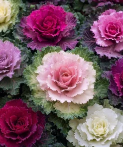 Flowering Kale Ornamental Cabbage Seeds Mix - Pink, Red, White - 25 Seeds - Image 3