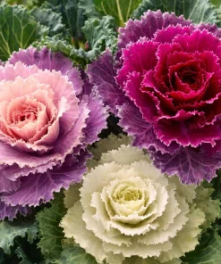 Flowering Kale Ornamental Cabbage Seeds Mix - Pink, Red, White - 25 Seeds - Image 1