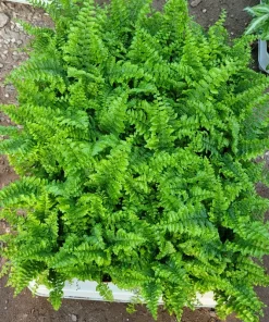 Fluffy Ruffles Fern Live Plant - Nephrolepis Exaltata - 2 inch Pot - Indoor - Image 2