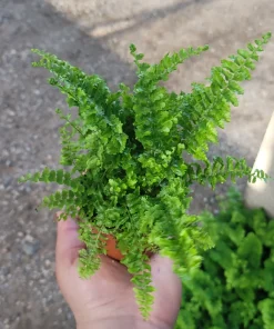 Fluffy Ruffles Fern Live Plant - Nephrolepis Exaltata - 2 inch Pot - Indoor - Image 3