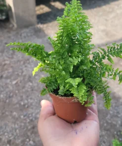 Fluffy Ruffles Fern Live Plant - Nephrolepis Exaltata - 2 inch Pot - Indoor - Image 4