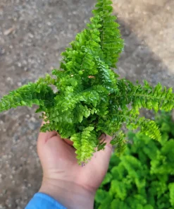 Fluffy Ruffles Fern Live Plant - Nephrolepis Exaltata - 2 inch Pot - Indoor - Image 5