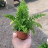 Fluffy Ruffles Fern Live Plant - Nephrolepis Exaltata - 2 inch Pot - Indoor - Image 1