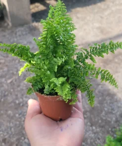 Fluffy Ruffles Fern Live Plant - Nephrolepis Exaltata - 2 inch Pot - Indoor - Image 1