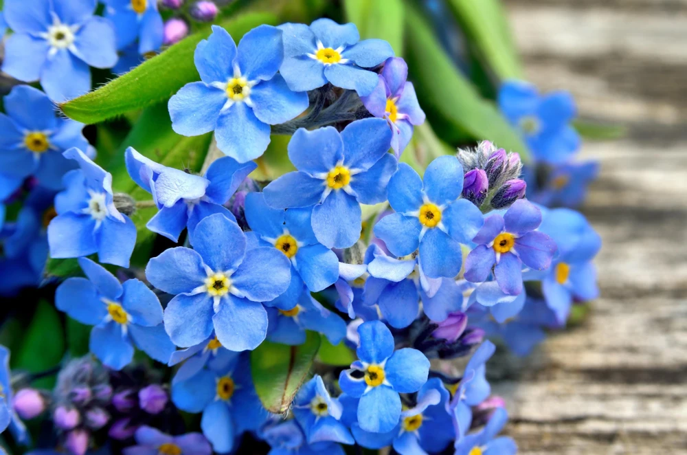 Forget Me Not Flower Seeds - Mixed Pink, Blue, White - 200 Seeds - Image 10