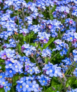 Forget Me Not Flower Seeds - Mixed Pink, Blue, White - 200 Seeds - Image 11