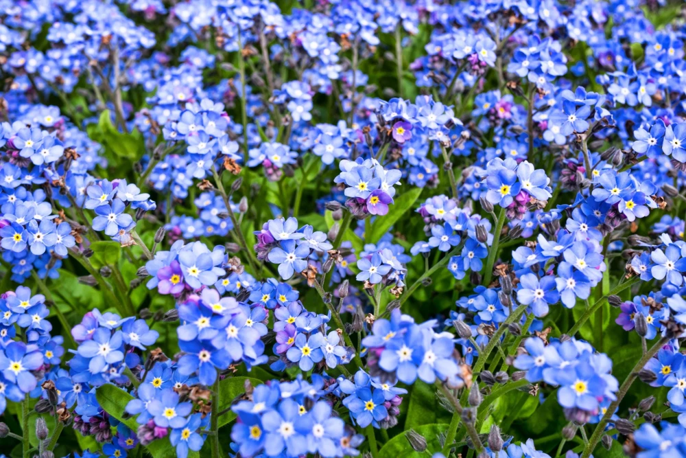 Forget Me Not Flower Seeds - Mixed Pink, Blue, White - 200 Seeds - Image 11
