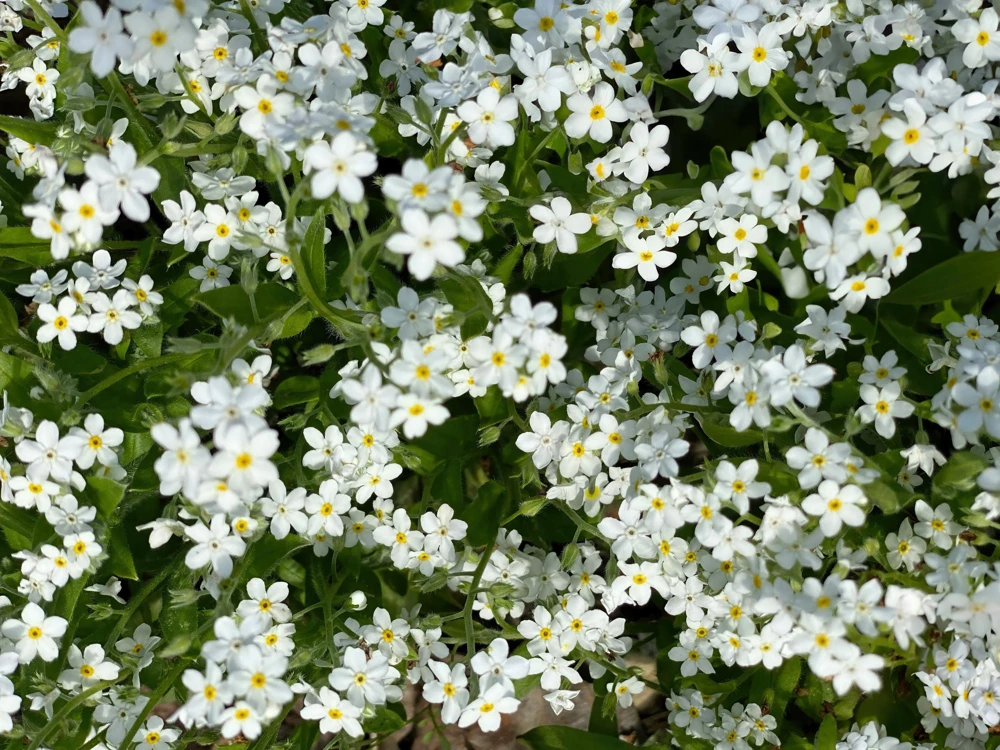 Forget Me Not Flower Seeds - Mixed Pink, Blue, White - 200 Seeds - Image 12