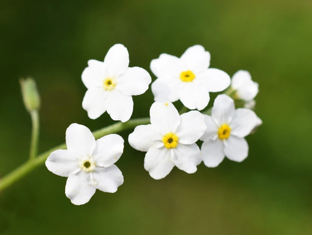 Forget Me Not Flower Seeds - Mixed Pink, Blue, White - 200 Seeds - Image 13