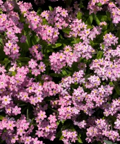 Forget Me Not Flower Seeds - Mixed Pink, Blue, White - 200 Seeds - Image 14