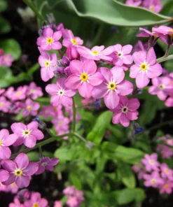 Forget Me Not Flower Seeds - Mixed Pink, Blue, White - 200 Seeds - Image 15