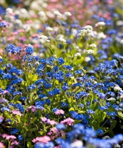 Forget Me Not Flower Seeds - Mixed Pink, Blue, White - 200 Seeds - Image 2