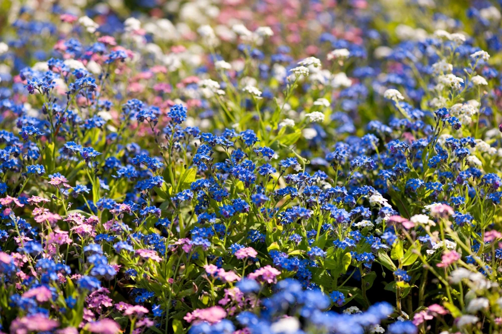 Forget Me Not Flower Seeds - Mixed Pink, Blue, White - 200 Seeds - Image 2