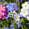 Forget Me Not Flower Seeds - Mixed Pink, Blue, White - 200 Seeds - Image 1