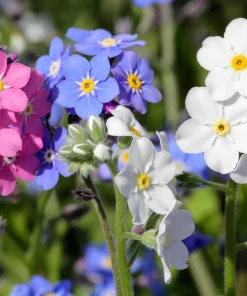 Forget Me Not Flower Seeds - Mixed Pink, Blue, White - 200 Seeds - Image 1