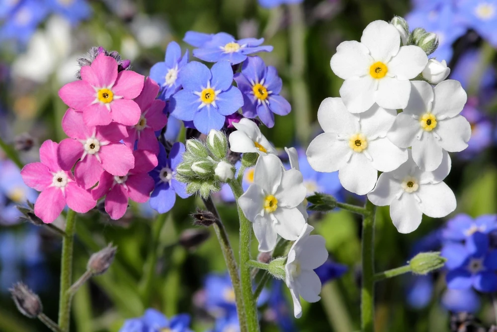 Forget Me Not Flower Seeds - Mixed Pink, Blue, White - 200 Seeds - Image 1