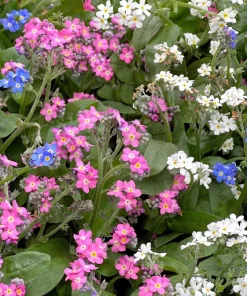 Forget Me Not Flower Seeds - Mixed Pink, Blue, White - 200 Seeds - Image 3