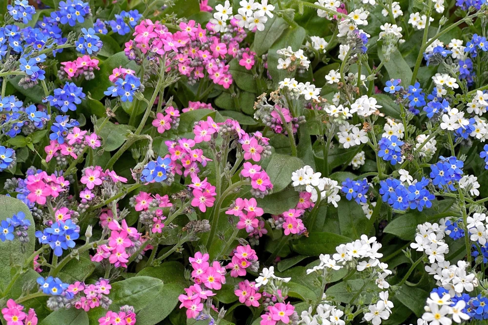 Forget Me Not Flower Seeds - Mixed Pink, Blue, White - 200 Seeds - Image 3